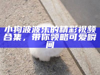 小狗波波乐的精彩视频合集，带你领略可爱瞬间