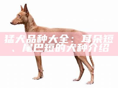 猛犬品种大全：耳朵短、尾巴短的犬种介绍